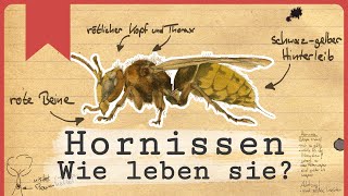 Hornissen  Die fliegenden Riesen [upl. by Soigroeg]