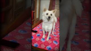 The Spitz dog♥️😍like subscribe puppyvideos doglover cutelike [upl. by Kimber985]