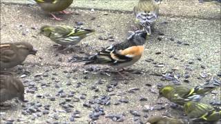 Kepen Brambling Fringilla montifringilla in de tuin [upl. by Ennavoj]