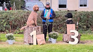 Rally Obedience Kl 2 Grosspudel Gustav Glanz vom Falbenhof 2 Jahre [upl. by Gonzalez]