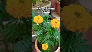 Winter flowering plants ₹10 each update shorts youtubeshorts winterflower [upl. by Esmaria]