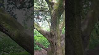 Climbing Tree in Tehidy Woods [upl. by Zavala883]