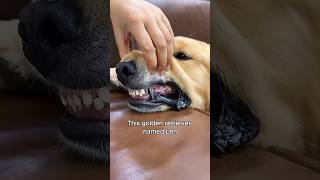 The golden retriever with cool titanium teeth animals love shorts [upl. by Niawd]