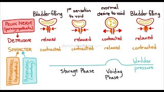 Abnormalities of Micturition Reflex [upl. by Asenev]