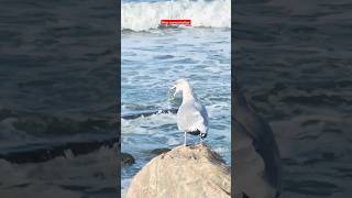 Albatross singing Thisted Denmark 🇩🇰 [upl. by Pessa]