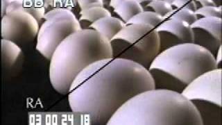 Chicken Farm Processing  Chicken Factory  Best Shot Footage  Stock Footage [upl. by Eldorado]