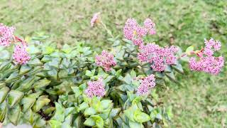 Crassula Rupestris “High Voltage “ Plant Care [upl. by Salina320]