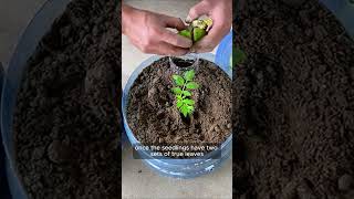 Amazing growing tomatoes from seeds and pots Stay at Home get Harvast tomatoes garden shorts [upl. by Etteuqaj]