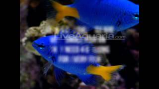 Yellowtail damselfish quickly Care guide [upl. by Nylidnam]