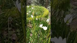 zephyranthes candida autumn rain lilyfairy lily white rain lilymusic uttarakhand [upl. by Spohr]