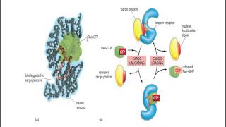 Nuclear Protein receptor [upl. by Marco]