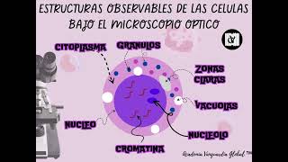 ESTRUCTURAS OBSERVABLES EN LA CELULA A NIVEL DE MICROSCOPIA OPTICA [upl. by Fulvi]