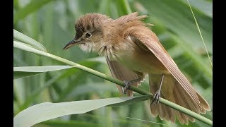 Great Reed Warbler close ups [upl. by Roanne551]