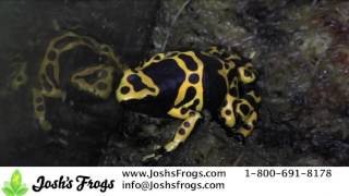 How to Get your Dart Frogs to Breed [upl. by Odrahcir]