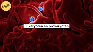 Eukaryoten en prokaryoten wat is het verschil  Mr Chadd Academy [upl. by Pall]