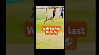 Monkey kick 🤣🤣 funnyshorts viraltiktok majedaarvideo [upl. by Shantha]