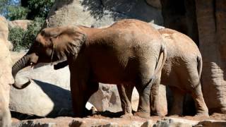 Elefante africano Loxodonta africana en BIOPARC Valencia [upl. by Geri]