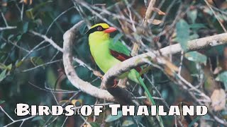 Birds of Thailand with sounds 4K [upl. by Nelad822]