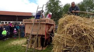 Bulldogtreffen in Neudorf bei Hörpolding 2017 [upl. by Harwin]