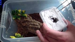 Tartan Tarantulas unboxing THUMBS UP [upl. by Assira492]