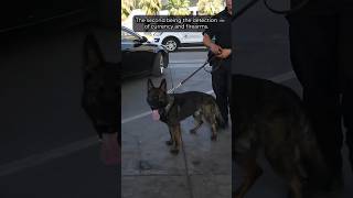 Sniffing out Narcotics Fentanyl With Working Dogs K9  CBP [upl. by Goldstein]