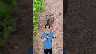 Beware the anteater comedy music parody of maneater by nellyfurtado 00smusic [upl. by Sigrid116]