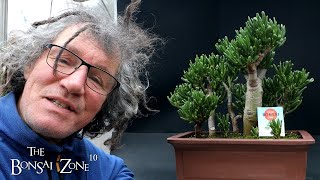 My Jade Forest Part 1 The Bonsai Zone Dec 2023 [upl. by Ewold]