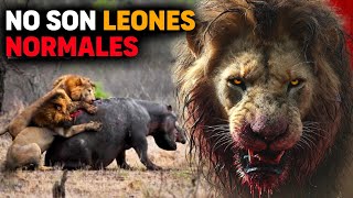 Leones MÁS GRANDES QUE SEKEKAMA cazan hipopótamo adulto  Quinteto de LEONES DE NGORONGORO [upl. by Etiuqal]