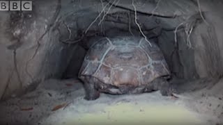 Attenborough The Wonders of Tortoise Tunnel  BBC [upl. by Mazlack842]