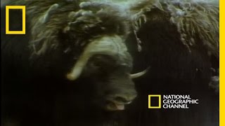 Musk Oxen vs Arctic Wolves  National Geographic [upl. by Larrisa]