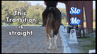 Walk to Canter Transition Straightness [upl. by Harold]