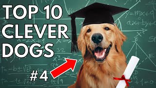 The TOP 10 Most Intelligent Dog Breeds EVER [upl. by Yelyah733]