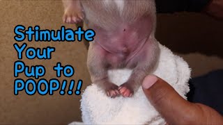 How to Stimulate your Newborn Pup to Poop 2021 Cleaning your pup [upl. by Mou]