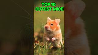 Top 10 Cutest Mice You Wont Believe Exist 🐭✨  Adorable Tiny Pets [upl. by Elocal]