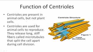 Function of Centrioles [upl. by Dihgirb336]