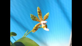 Phalaenopsis fasciata Country Acres orchid [upl. by Derrick]