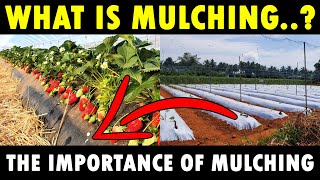 MULCHING  New Agriculture Technology  What is Mulching  Benefits of Mulching in Agriculture [upl. by Minor]