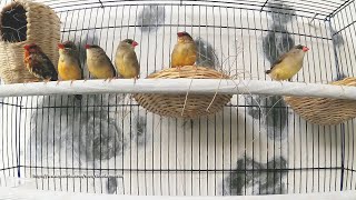 Red Munia Strawberry Finch  Male and Female Sounds [upl. by Orit]