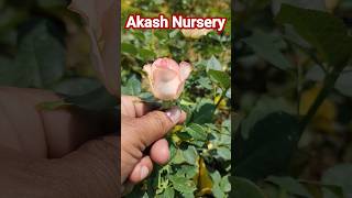 Jumelia Rose In Akash Nursery Bareilly👍Nursery Visit👌nursery shorts  short [upl. by Lizzy]