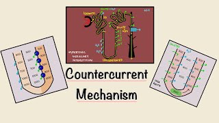 Countercurrent Mechanism  Loop of Henle  Concentration of urine  Renal Physiology [upl. by Lamonica31]