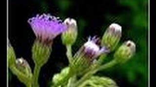 Vernonia cinereaMonarakudumbiyaironweed [upl. by Notlim]