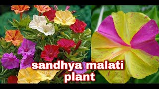 How to grow sandhya malati plant from cuttings grow Mirabills Jalapa 4o clock plant from cutting [upl. by Yrdnal757]