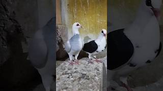 Franconian pigeons breeder pair [upl. by Ledniahs]