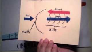 Fish Gas Exchange CounterCurrent Flow [upl. by Gwendolin]