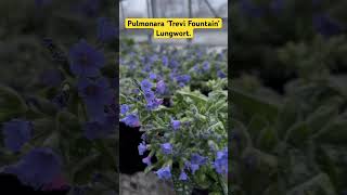 Pulmonara ‘Trevi Fountain’  Lungwort flowers plants spring perennial fypシ [upl. by Elyad]