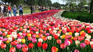 Tulips in Spring  Keukenhof garden Netherlands [upl. by Notyarb]