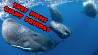 Why Sperm Whales Are Unquestionably The COOLEST Marine Mammal  Alien Ocean [upl. by Eceinert736]