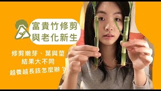 富貴竹剪下去會這樣＆枝條枯黃後修剪讓側芽再生 [upl. by Dalenna]