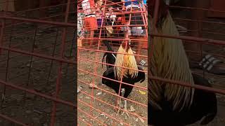 bocaue bulacan manok tianggean ang dami mapagpilian sa abot kayang presyobocaue pet market [upl. by Parcel]