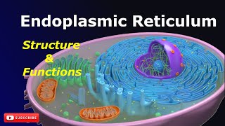 Endoplasmic Reticulum Structure and Functions SER RER Cell biology Biology [upl. by Olinad]